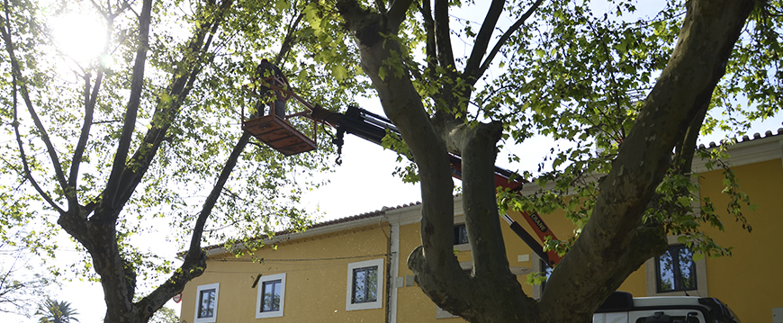 arvores rossio