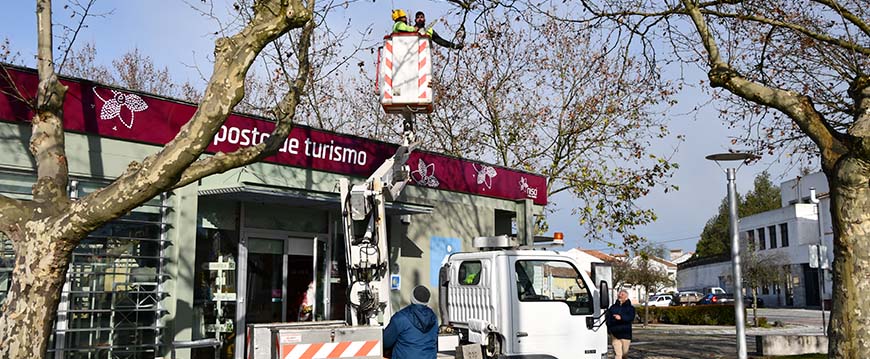 Limpeza de árvores na Praça da República